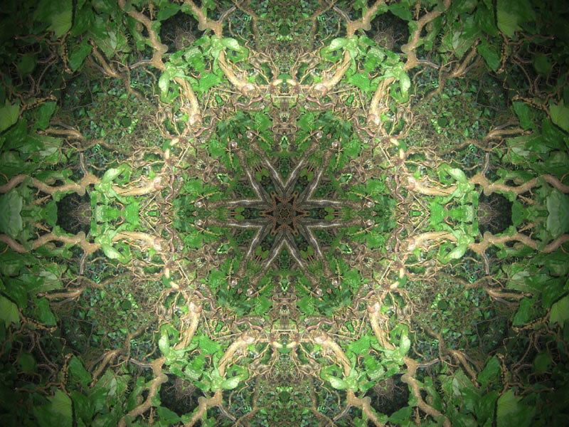 Natur Kaleidoskop