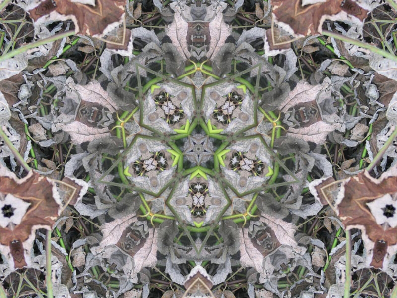 Natur Kaleidoskop